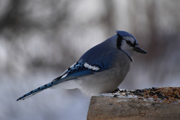 Синяя сойка у кормушки для птиц, Сент-Аполлин, Квебек, Канада - Фото, изображение