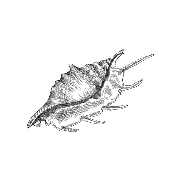 Seashell black and white engraved illustration vector illustration isolated. - Vetor, Imagem