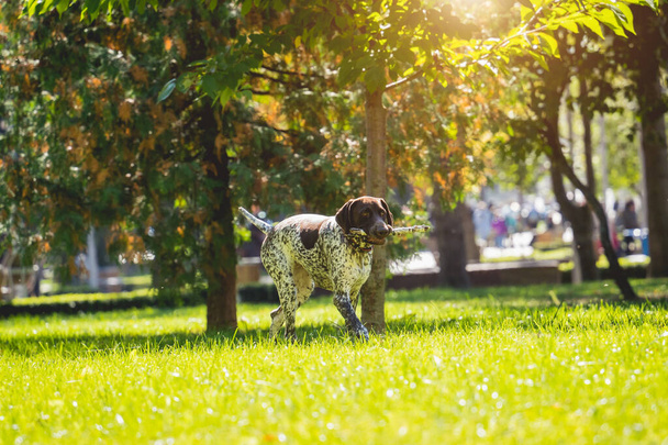 Portrait of cute kurzhaar dog at the park. - Foto, imagen