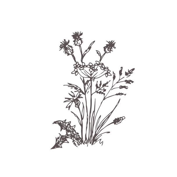 vector illustration of a plant, isolated on white - Vetor, Imagem
