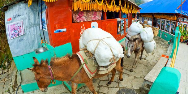 Caravan Mules, Kamienne Schody, Ścieżka górska, Trek do bazy Annapurna, Annapurna Conservation Area, Himalaya, Nepal, Azja - Zdjęcie, obraz