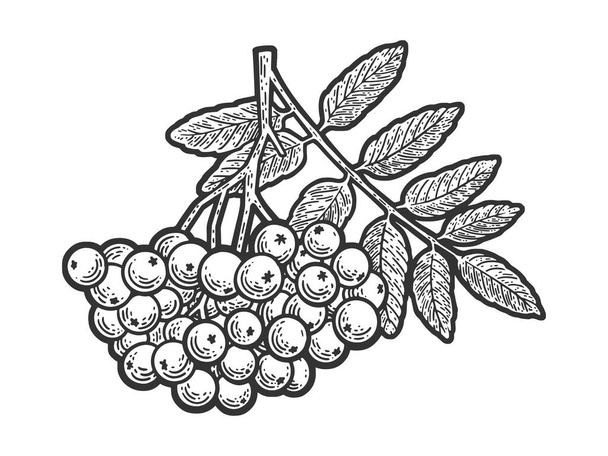 rowanberry berry plant sketch engraving vector illustration. T-shirt apparel print design. Scratch board imitation. Black and white hand drawn image. - Vector, imagen