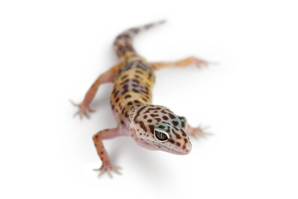 Leopard gecko nebo Eublepharis macularius izolované na bílém pozadí s výstřižkovou cestou a plnou hloubkou pole - Fotografie, Obrázek