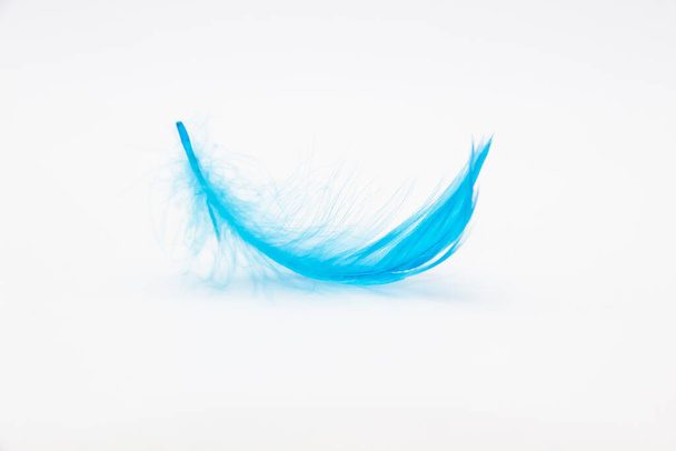 Beautiful blue fluffy bird feather on a white background. - 写真・画像