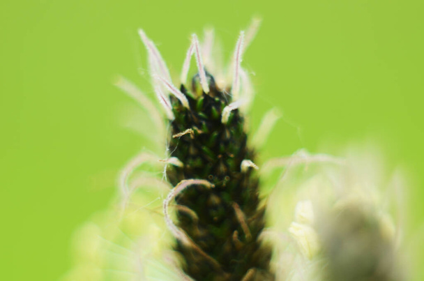 flower of a plant named Plantago media in green grassy back - Photo, Image
