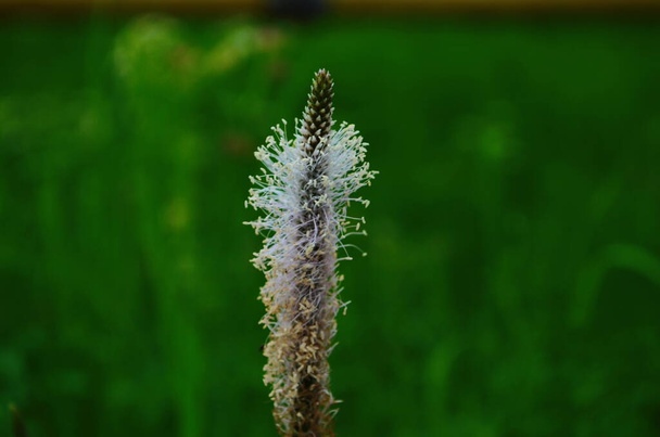 flower of a plant named Plantago media in green grassy back - Photo, Image