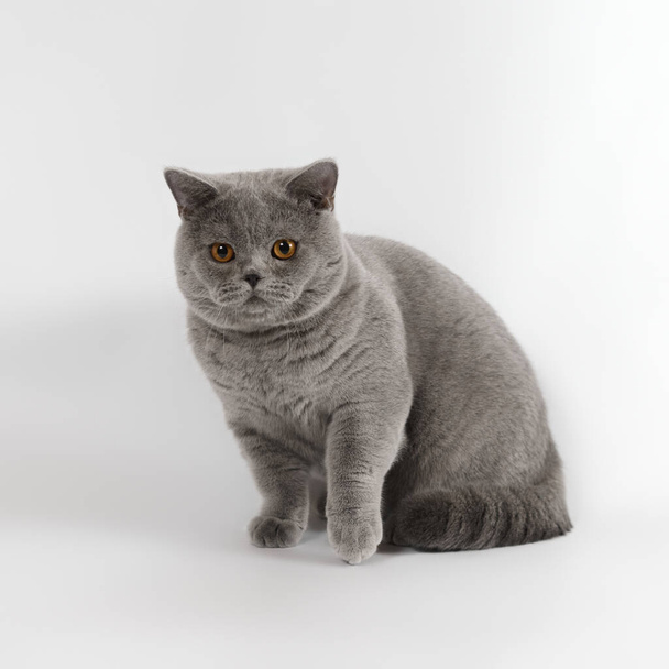 Británico taquigrafía adulto gato en el estudio fondo - Foto, Imagen