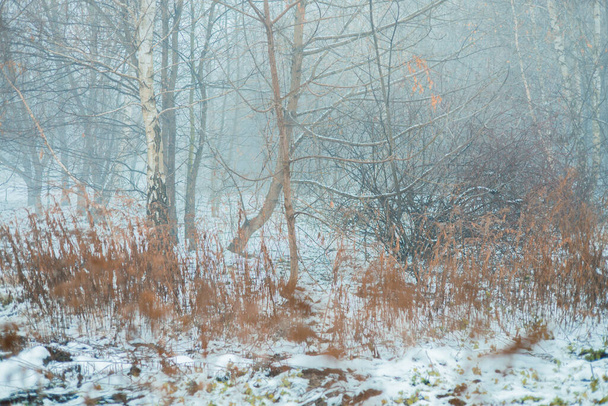 Esteettinen sumu talvi metsä maisema. Talvi lumi puiden tausta - Valokuva, kuva