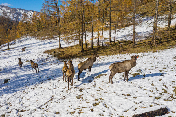 Mountain Altai in autumn. A herd of red deer (Cervus elaphus sibiricus) in a pen. Aerial view. - Fotoğraf, Görsel