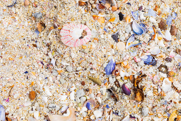 Overhead view of washed up and broken sea shells on sandy beach in Cape Town - Foto, immagini