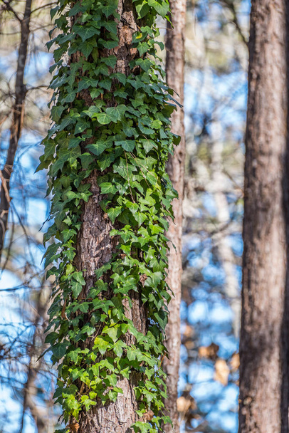 English ivy climbing up a trunk of a pine tree covered with dark green foliage on a vine in a forest on a bright sunny day in early winter - Photo, image