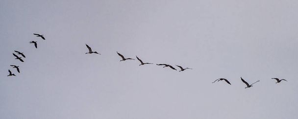Gru comune, Grus grus che vola intorno al Salto del Gitano nel Parco Nazionale di Monfrague. Caceres, Estremadura, Spagna. - Foto, immagini