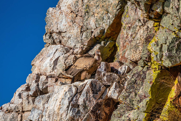 Buitre leonado, Gyps fulvus volando alrededor de Salto del Gitano en el Parque Nacional de Monfrague. Cáceres, Extremadura, España. - Foto, Imagen