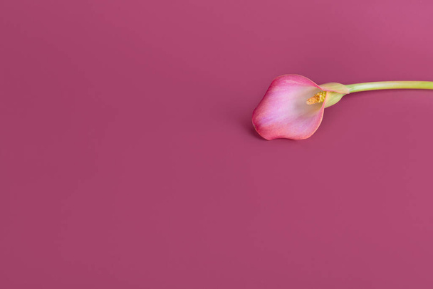 Pink Calla lilies on pink background for Valentines day card or Valentines gift, birthday, dating, anniversary. Pink calla flowers texture close-up with copy space. Floral macro photography - Photo, Image