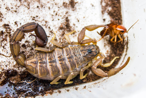 Hottentotta hottentotta è un genere di scorpioni della famiglia Buthidae. È ampiamente distribuito in tutta l'Africa. Molto velenoso per le persone - Foto, immagini