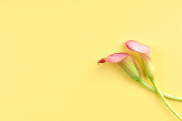 Two pink Calla lilies on yellow background for Valentines day card or Valentines gift, birthday, dating, anniversary. Pink calla flowers texture close-up with copy space. Floral macro photography - Photo, Image