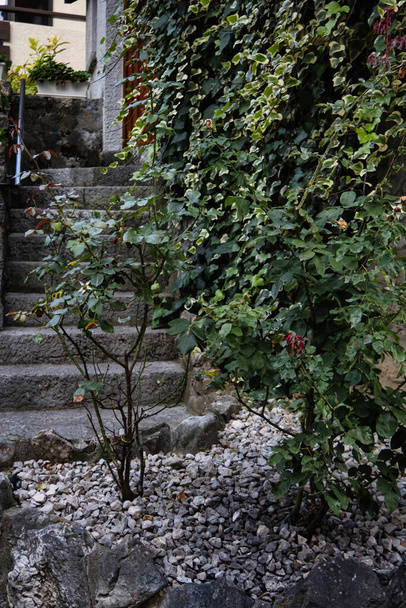 Talloires, France - September 08 2020 : a rose without flowers is growing in the garden of a medieval building with stairs and ivy overgrown walls - Zdjęcie, obraz