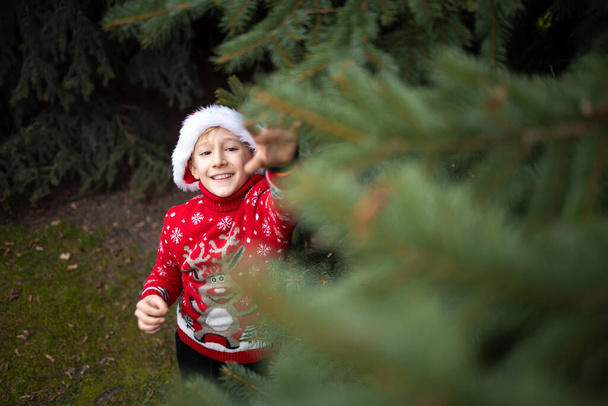 un niño en un jersey de punto rojo de Navidad con un reno de Navidad y un sombrero de Santa intenta llegar a las ramas del árbol de Navidad - Foto, imagen