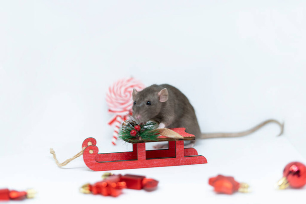A beige rat on a gray background with a red sleigh. The concept of the new year, Christmas - 写真・画像