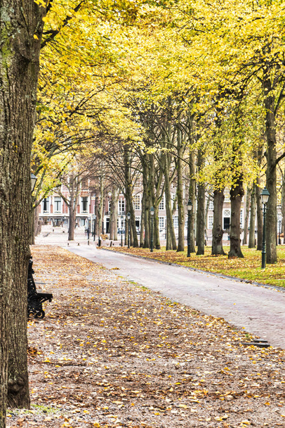 The Hague, Netherlands - October 22 2020 : the "lange voorhout" is a stately lane in downtown The Hague with huge trees, dutch expensive historic buildings , classic park benches and lanterns - Fotoğraf, Görsel