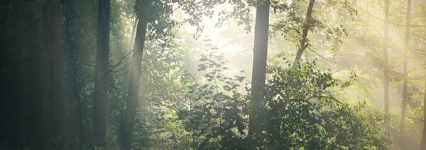 Sluneční paprsky proudící kmeny stromů věčně zeleného lesa. Pohádková letní krajina. Mohutné stromy zblízka. Zlaté slunce. Malebná panoramatická scenérie. Čistá příroda, ochrana životního prostředí - Fotografie, Obrázek