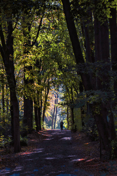 The Hague, Netherlands - October 23 2020 : a trail in a dark forest in fall or autumn with leaves that dropped on the ground and still green trees and trunks and in the distance a person walking - Foto, Imagen