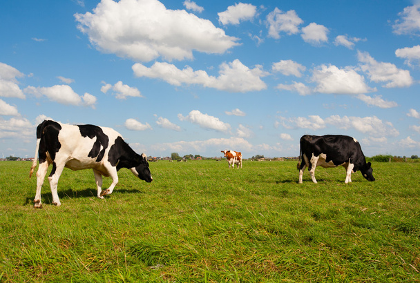 Hollantilaiset lehmät
 - Valokuva, kuva