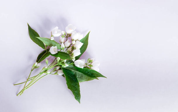 Schöne weiße Jasminblüten auf festem Hintergrund. Platz für Schriftzüge für Hochzeit, Geburtstag, Party oder andere Feiern. - Foto, Bild