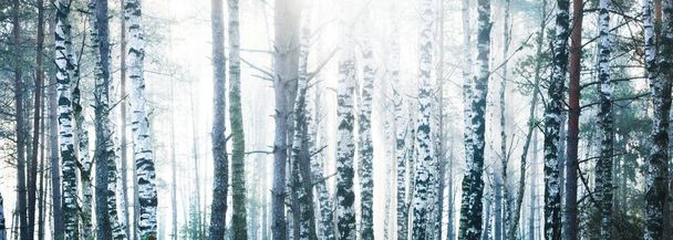 Таинственный березовый лес в утренней дымке на рассвете. Солнечные лучи текут через стволы деревьев. Латвия. Осенняя идиллическая сцена. Темный пейзаж - Фото, изображение