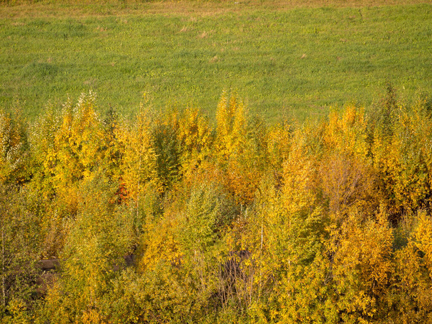 Outono paisagem com árvores com folhagem verde e amarela - Foto, Imagem