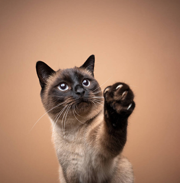 neugierige siamesische Katze hebt Pfote zeigt Krallen auf braunem Hintergrund - Foto, Bild