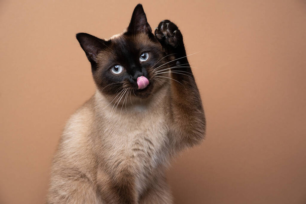 söpö siamilainen kissa grooming ruskealla taustalla - Valokuva, kuva
