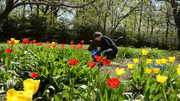 Chica cuidado primavera tulipán flores en el patio trasero
 - Imágenes, Vídeo