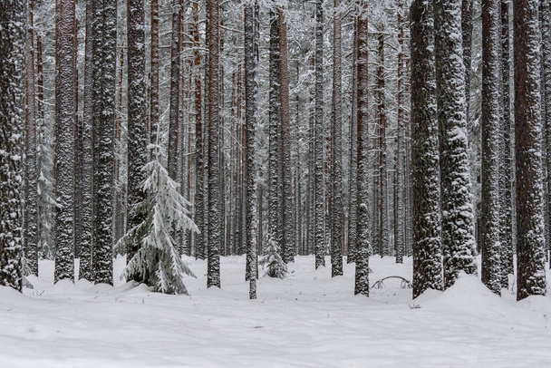 Плотный зимний лес с соснами, покрытыми снегом и мерзлотой, в морозный зимний день в Швеции - Фото, изображение