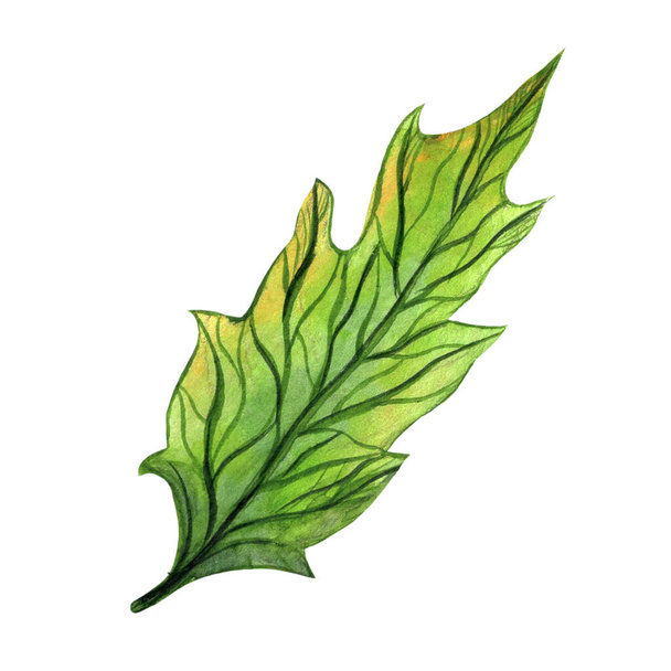 Hand-drawn holly leaf. Watercolor botanical illustration isolated on white backdrop. Seasonal green veined element, close-up. New year clipart, festive plant concept. Colored natural sketch. - Foto, Imagem