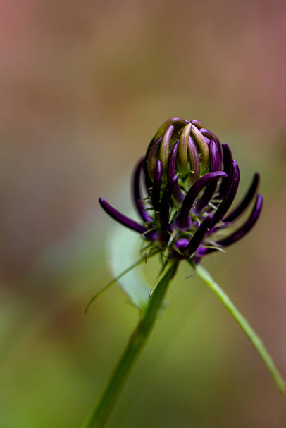 Phyteuma ovatum цветок в горах, закрыть - Фото, изображение