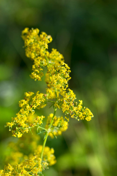жовта ніжна медова трава Бедстроу, Галійський вермон
. - Фото, зображення