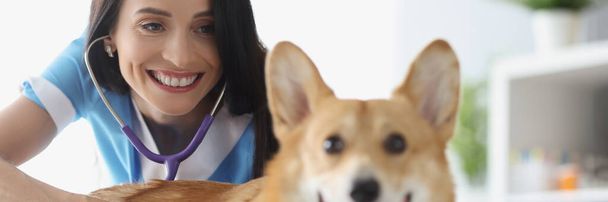 Lächelnder Tierarzt behandelt Hund in Klinik - Foto, Bild