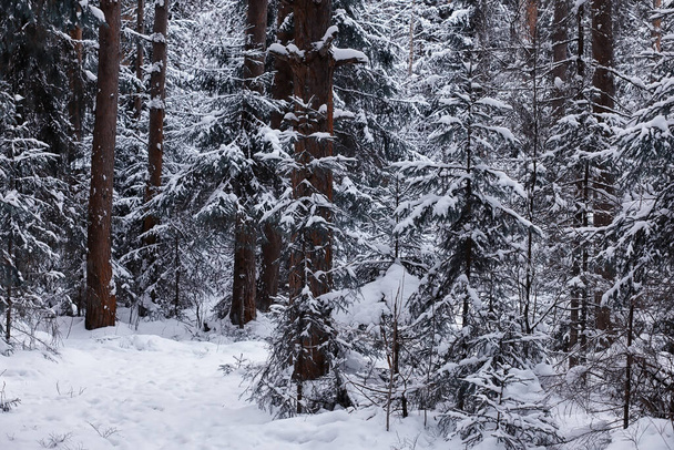 Зимний лес. Высокие деревья под снежным покровом. Январь морозный день в парке. - Фото, изображение
