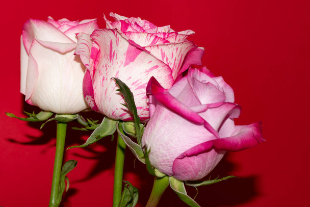 beautiful roses on red background - Foto, afbeelding