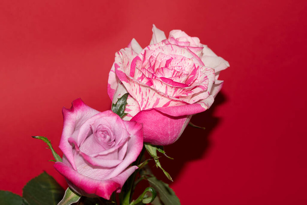 beautiful roses on red background - Foto, imagen