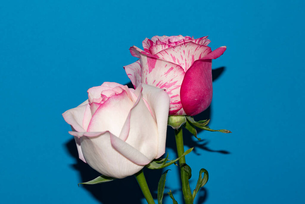 hermosas flores de rosa sobre fondo azul - Foto, Imagen