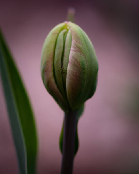 A flower bud growing in a spring garden - Foto, Bild