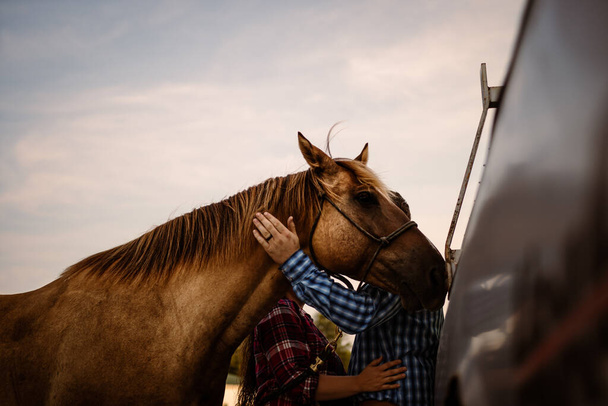 A closeup shot of a person petting a brown horse - Foto, Bild