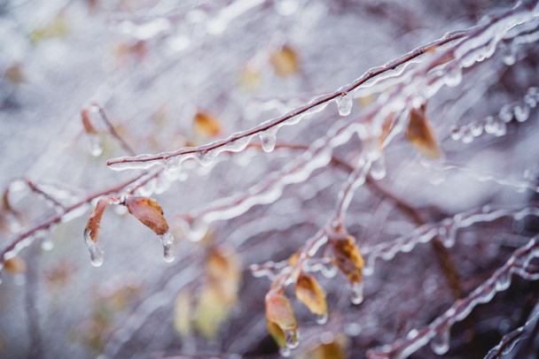 Chuva gelada tempo de inverno, folhas de outono cobertas de gelo após chuva gelada - Foto, Imagem