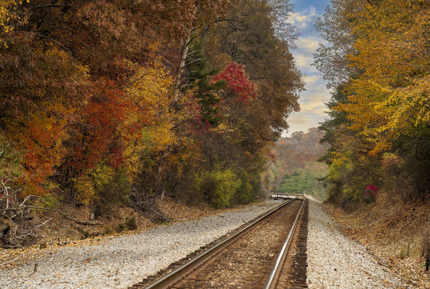 A railway track in a forest covered in yellowing plants in autumn - Fotoğraf, Görsel