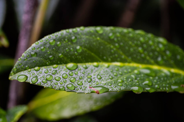 A closeup shot of water drops on a green leaf of a plant after the rain - Foto, Imagem