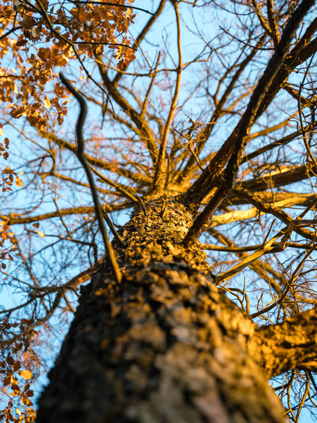 A vertical low angle shot of a tree in the Mediterranean  forest, Catalonia - Foto, immagini
