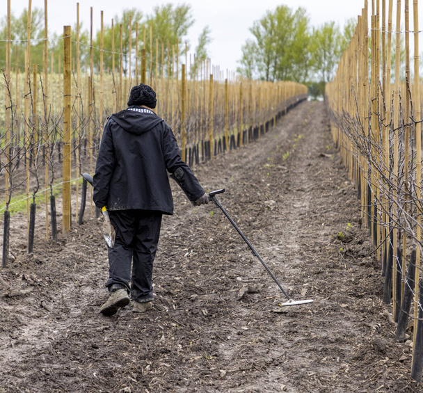 Searcing a  plantation for  metal - Fotografie, Obrázek