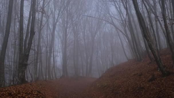 Jesień natura las krajobraz w ciemny pochmurny dzień - Materiał filmowy, wideo